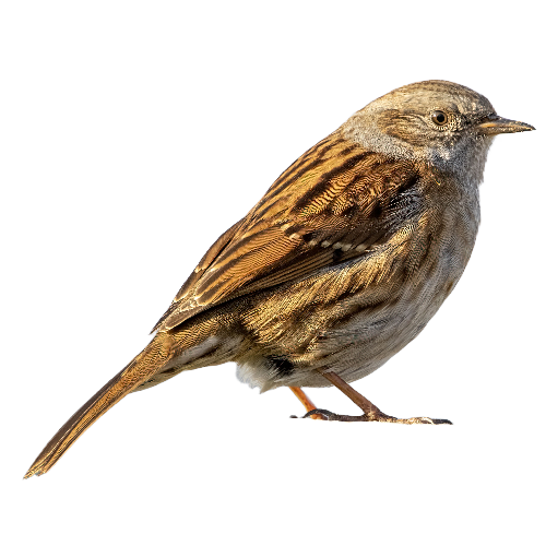 Heggenmus