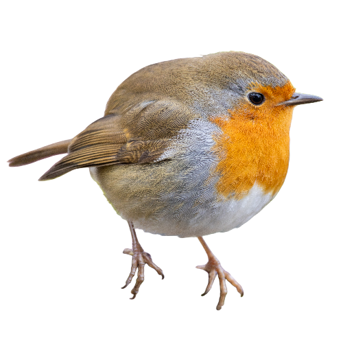 Roodborst